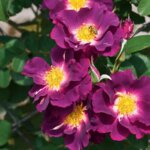 Climbing Rose, 'Stormy Weather'
