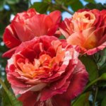 Climbing Rose, 'Tropical Lightning'