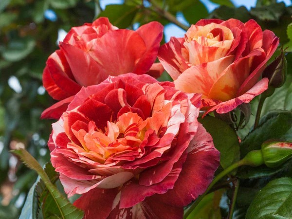 Climbing Rose, ‘Tropical Lightning’