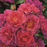 Floribunda Rose, 'Cinco de Mayo'