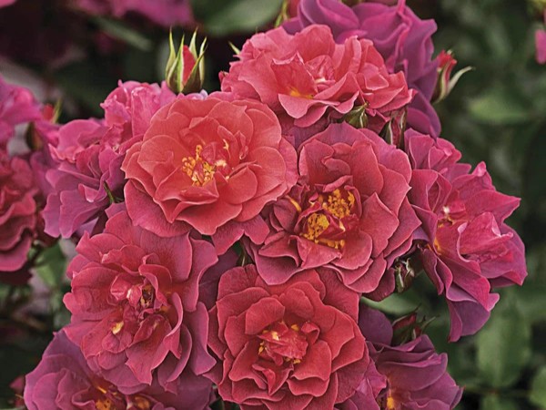 Floribunda Rose, ‘Cinco de Mayo’