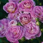 Floribunda Rose, 'Arctic Blue'