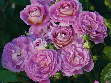 Floribunda Rose, ‘Arctic Blue’