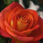 Floribunda Rose, 'Burst of Joy'