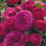 Floribunda Rose, 'Celestial Night'