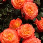 Floribunda Rose, 'Chihuly'