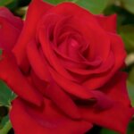 Floribunda Rose, 'Drop Dead Red'