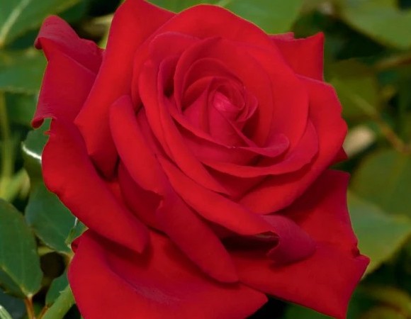 Floribunda Rose, ‘Drop Dead Red’