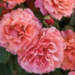 Floribunda Rose, 'Easy Does It'