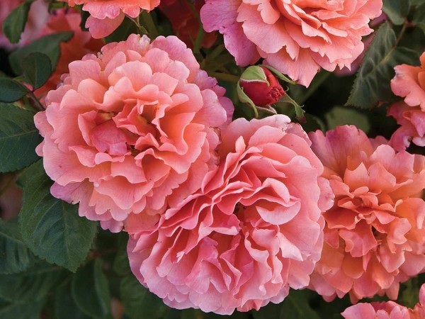 Floribunda Rose, ‘Easy Does It’