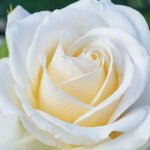 Floribunda Rose, 'Easy Spirit'