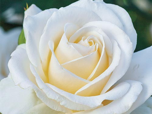 Floribunda Rose, ‘Easy Spirit’