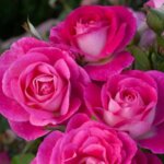 Floribunda Rose, 'Easy to Please'