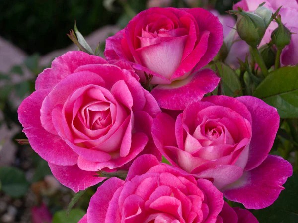 Floribunda Rose, 'Easy to Please' - Campbell's Nursery