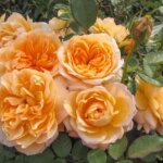 Floribunda Rose, 'Forever Amber'