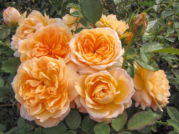 Floribunda Rose, ‘Forever Amber’