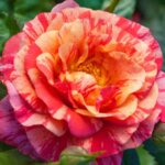 Floribunda Rose, 'Frida Kahlo'