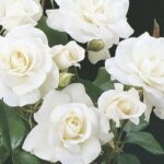 Floribunda Rose, 'Iceberg'