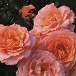 Floribunda Rose, 'Jump For Joy'