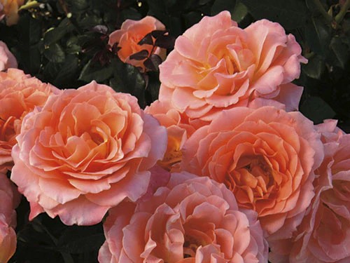 Floribunda Rose, 'Jump For Joy' - Campbell's Nursery