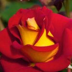 Floribunda Rose, 'Ketchup & Mustard'