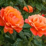 Floribunda Rose, 'Livin' Easy'