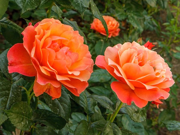 Floribunda Rose, ‘Livin’ Easy’