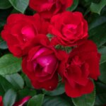 Floribunda Rose, 'Oh My!'