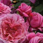 Floribunda Rose, 'Queen of Elegance'