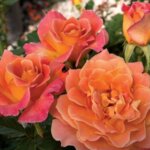 Floribunda Rose, 'Rosie the Riveter'