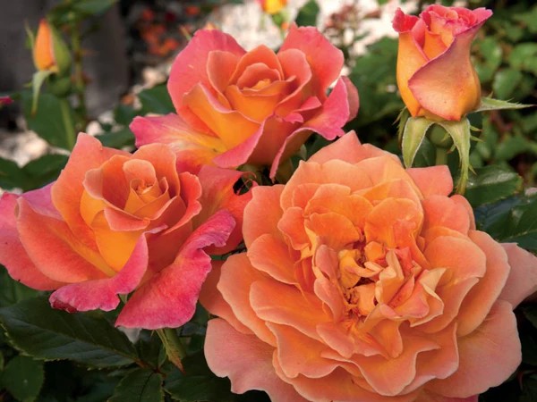 Floribunda Rose, ‘Rosie the Riveter’