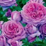 Floribunda Rose, 'Sweet Madame Blue'