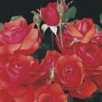 Floribunda Rose, 'Trumpeter'