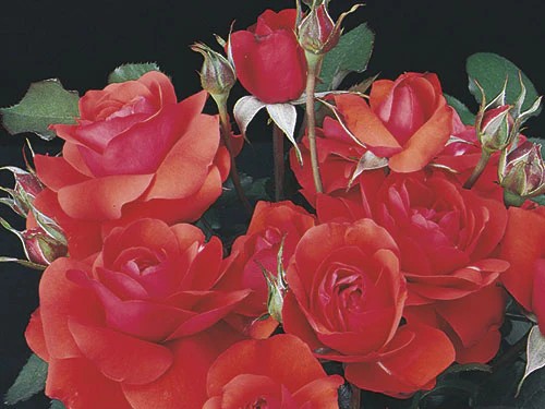 Floribunda Rose, ‘Trumpeter’