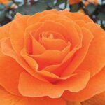 Floribunda Rose, 'Vavoom'