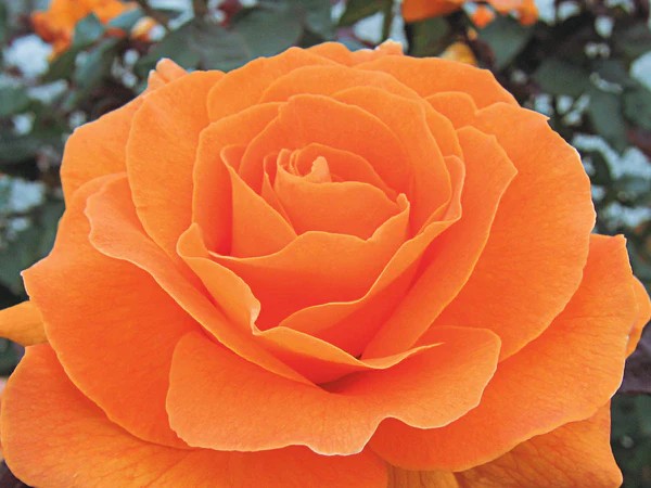 Floribunda Rose, ‘Vavoom’