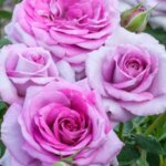 Floribunda Rose, 'Violet's Pride'