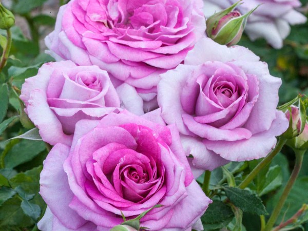 Floribunda Rose, ‘Violet’s Pride’