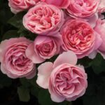 Grandiflora Rose, 'All Dressed Up'
