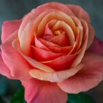 Grandiflora Rose, 'Anna's Promise'
