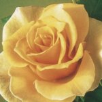 Hybrid Tea Rose, 'Brandy'