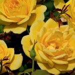 Grandiflora Rose, 'Ch-Ching!'