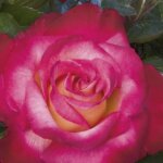Grandiflora Rose, 'Dick Clark'