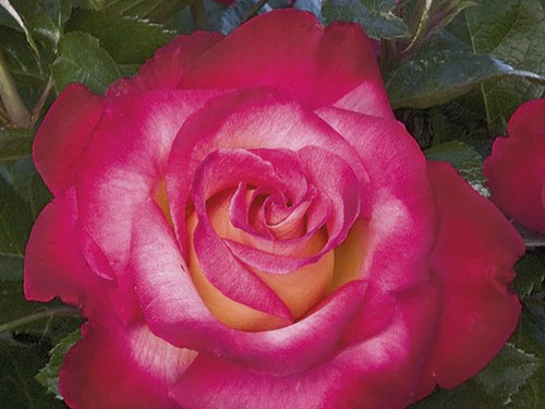 Grandiflora Rose, 'Dick Clark' - Campbell's Nursery