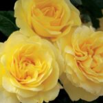 Grandiflora Rose, 'Happy Go Lucky'