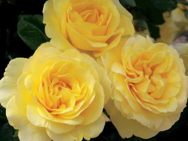 Grandiflora Rose, ‘Happy Go Lucky’