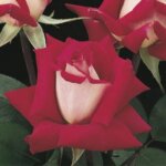 Grandiflora Rose, 'Love'