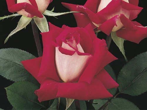Grandiflora Rose, 'Love' - Campbell's Nursery