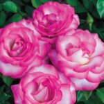 Grandiflora Rose, 'Miss Congeniality'