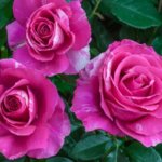 Grandiflora Rose, 'Parade Day'